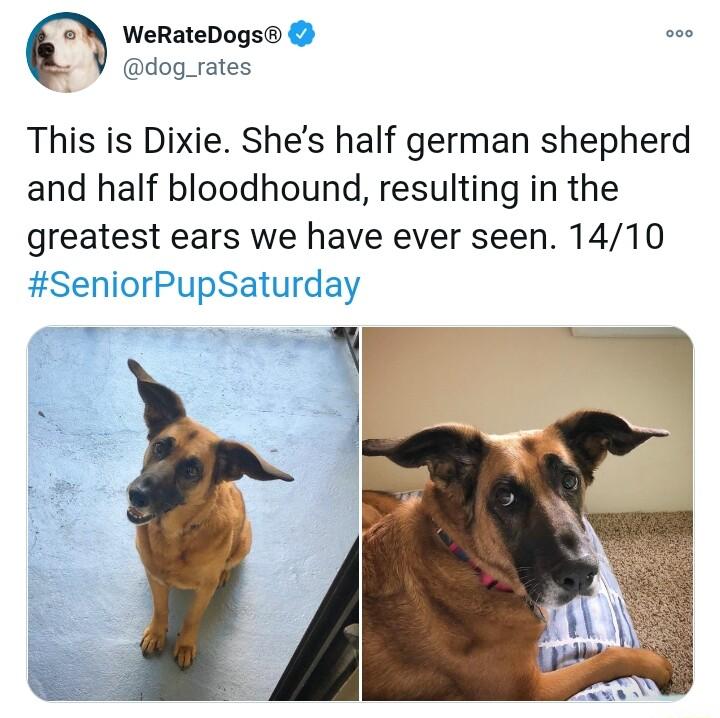 WeRateDogs dog_rates This is Dixie Shes half german shepherd and half bloodhound resulting in the greatest ears we have ever seen 1410 SeniorPupSaturday