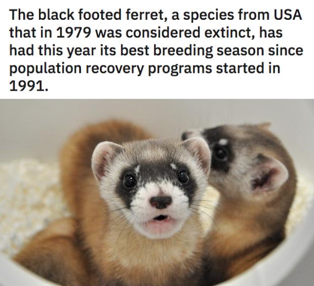 The black footed ferret a species from USA that in 1979 was considered extinct has had this year its best breeding season since population recovery programs started in 1991