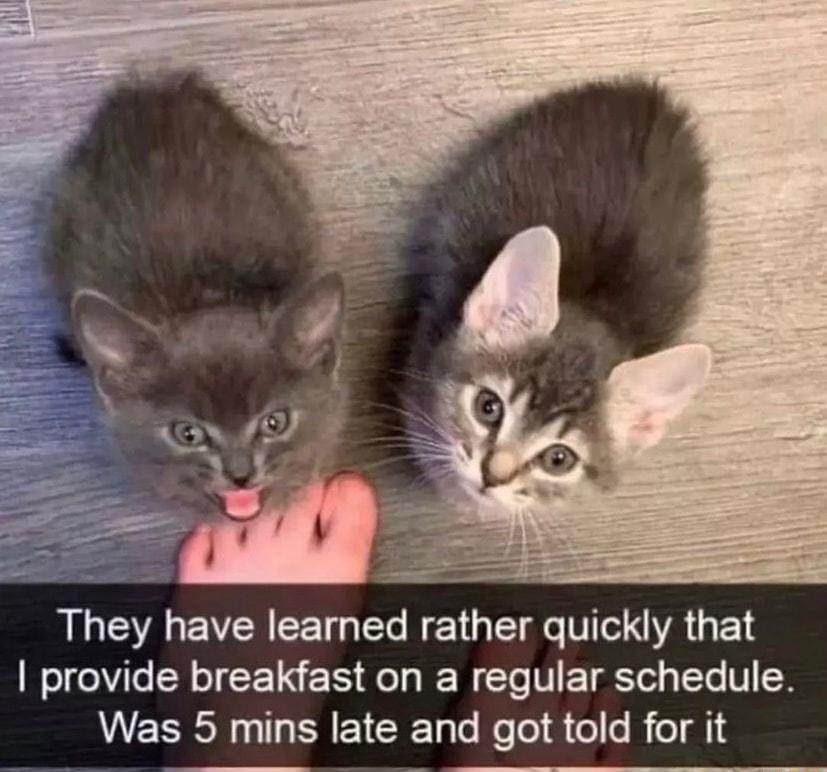 They have learned rather quickly that provide breakfast on a regular schedule Was 5 mins late and got told for it