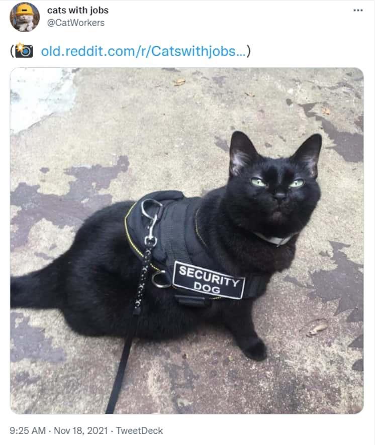 cats with jobs WM oldredditcomrCatswithjobs