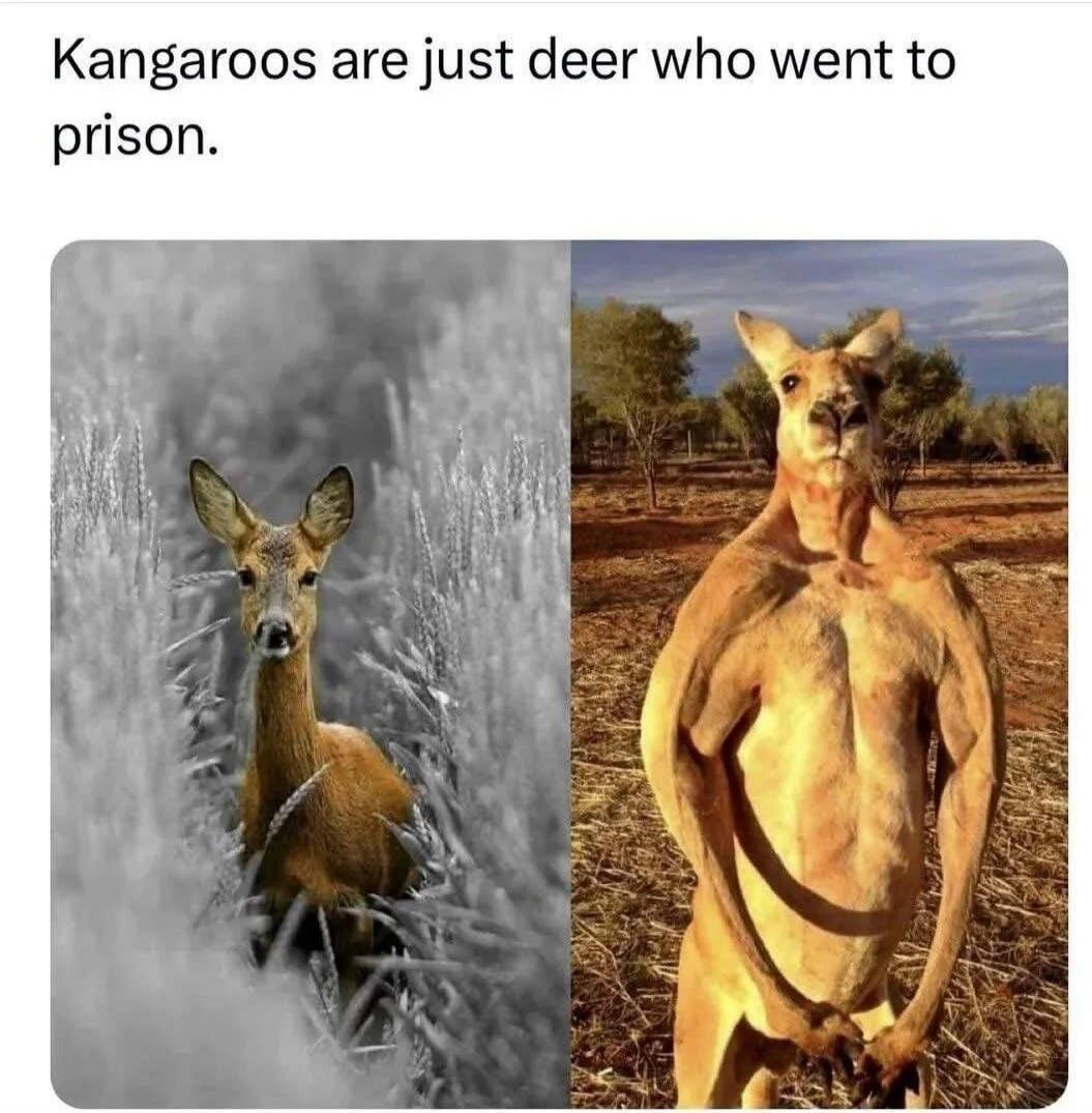 Kangaroos are just deer who went to prison.