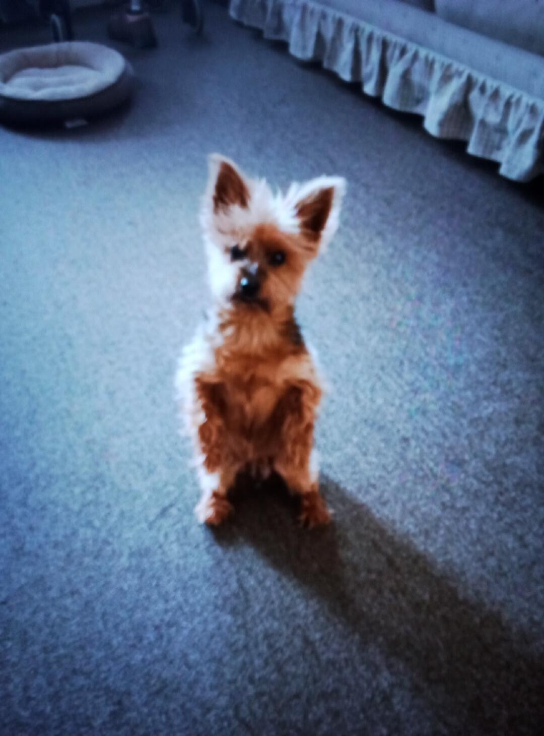 A small Yorkshire Terrier dog stands on its hind legs on a carpeted floor, looking at the camera. A dog bed is visible in the background.