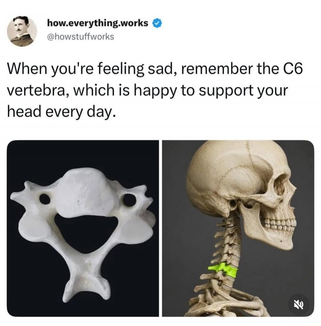 When you're feeling sad, remember the C6 vertebra, which is happy to support your head every day.