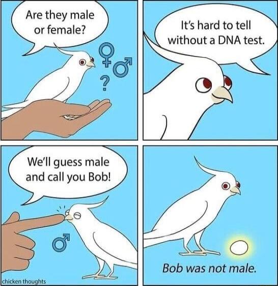 Are they male or female Its hard to tell without a DNA test Well guess male and call you Bob Bob was not male