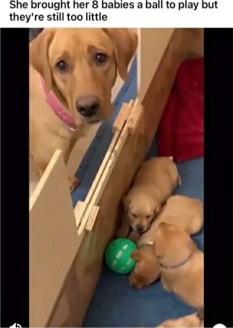 She brought her 8 babies a ball to play but theyre still too little