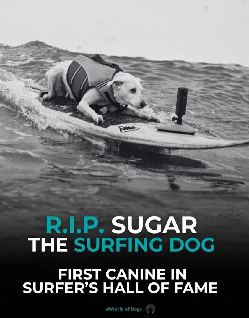 R.I.P. Sugar the Surfing Dog. First Canine in Surfer's Hall of Fame.