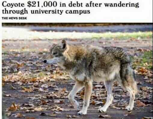 Coyote 21000 in debt after wandering through university campus
