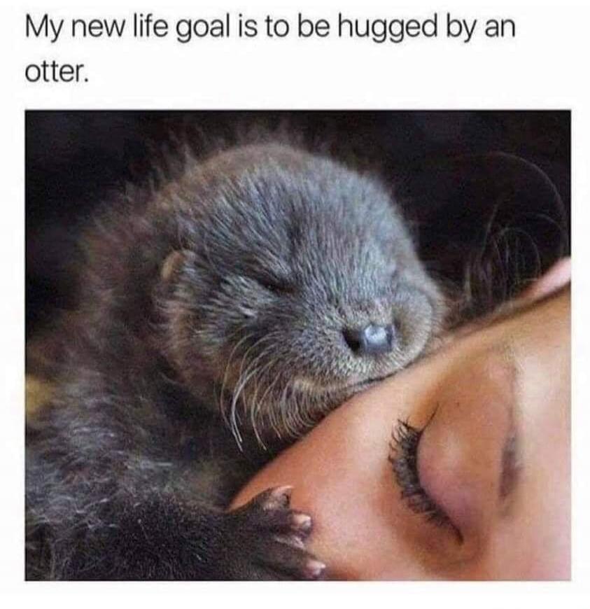 My new life goal is to be hugged by an otter.