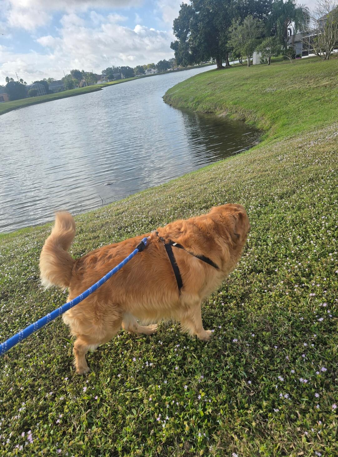 Golden retriever on blue leash walking on grass by a pond.