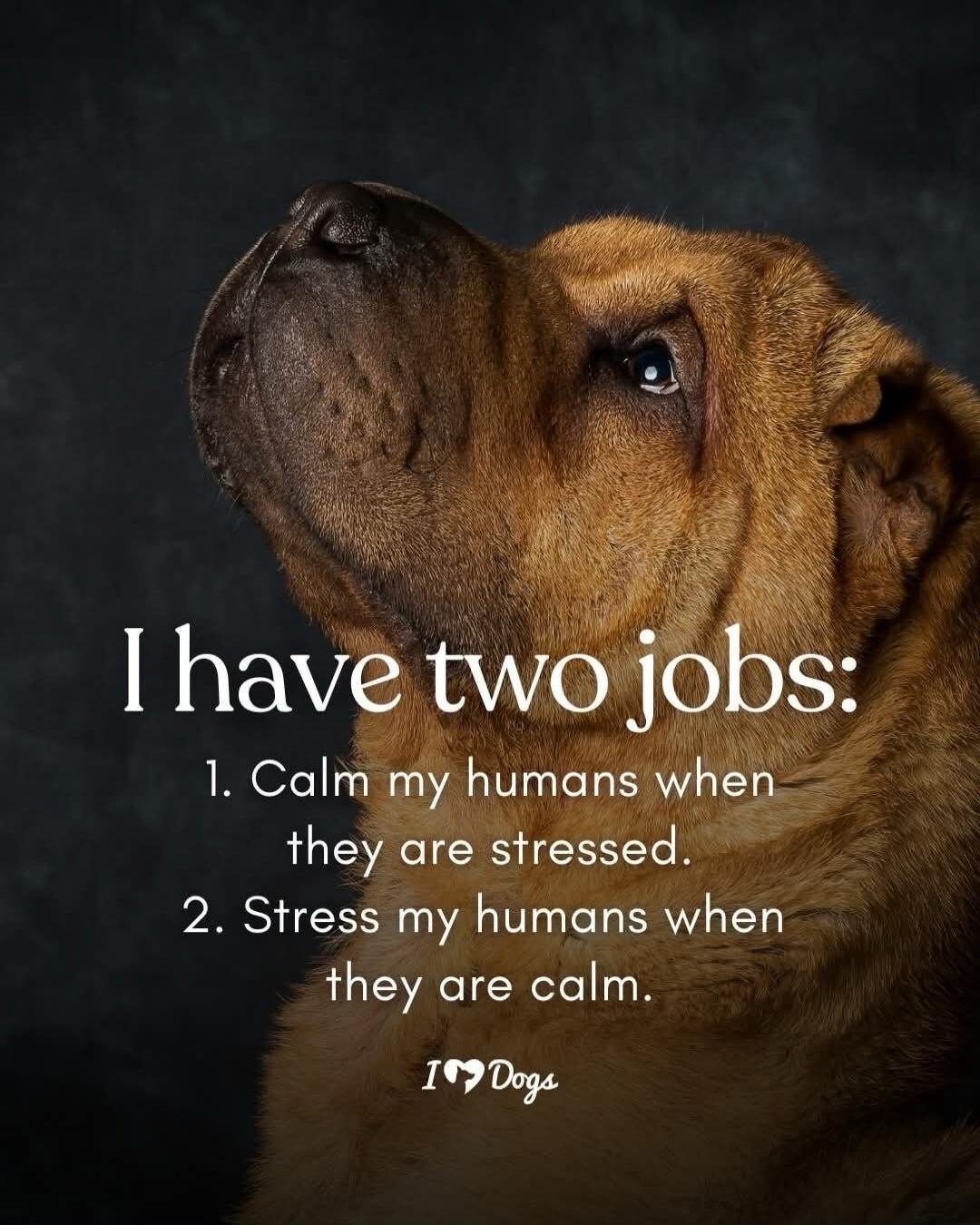I have two jobs: 1. Calm my humans when they are stressed. 2. Stress my humans when they are calm. I ❤️ Dogs