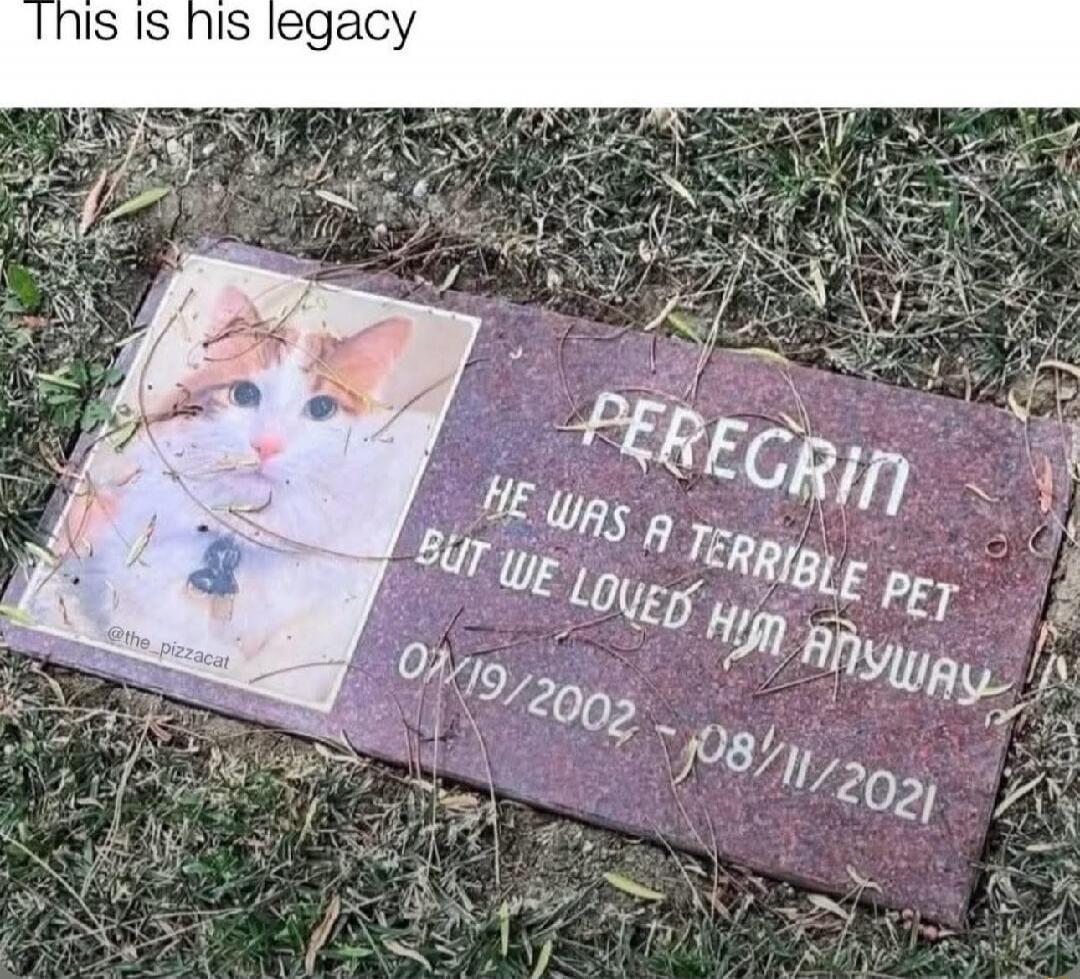 This is his legacy
Peregrin
He was a terrible pet but we loved him anyway
01/19/2002 - 08/11/2021
