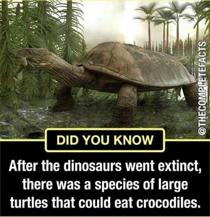 5 TS DID YOU KNOW After the dinosaurs went extinct LUCTCRTE T K A CER A T T turtles that could eat crocodiles s g S o T