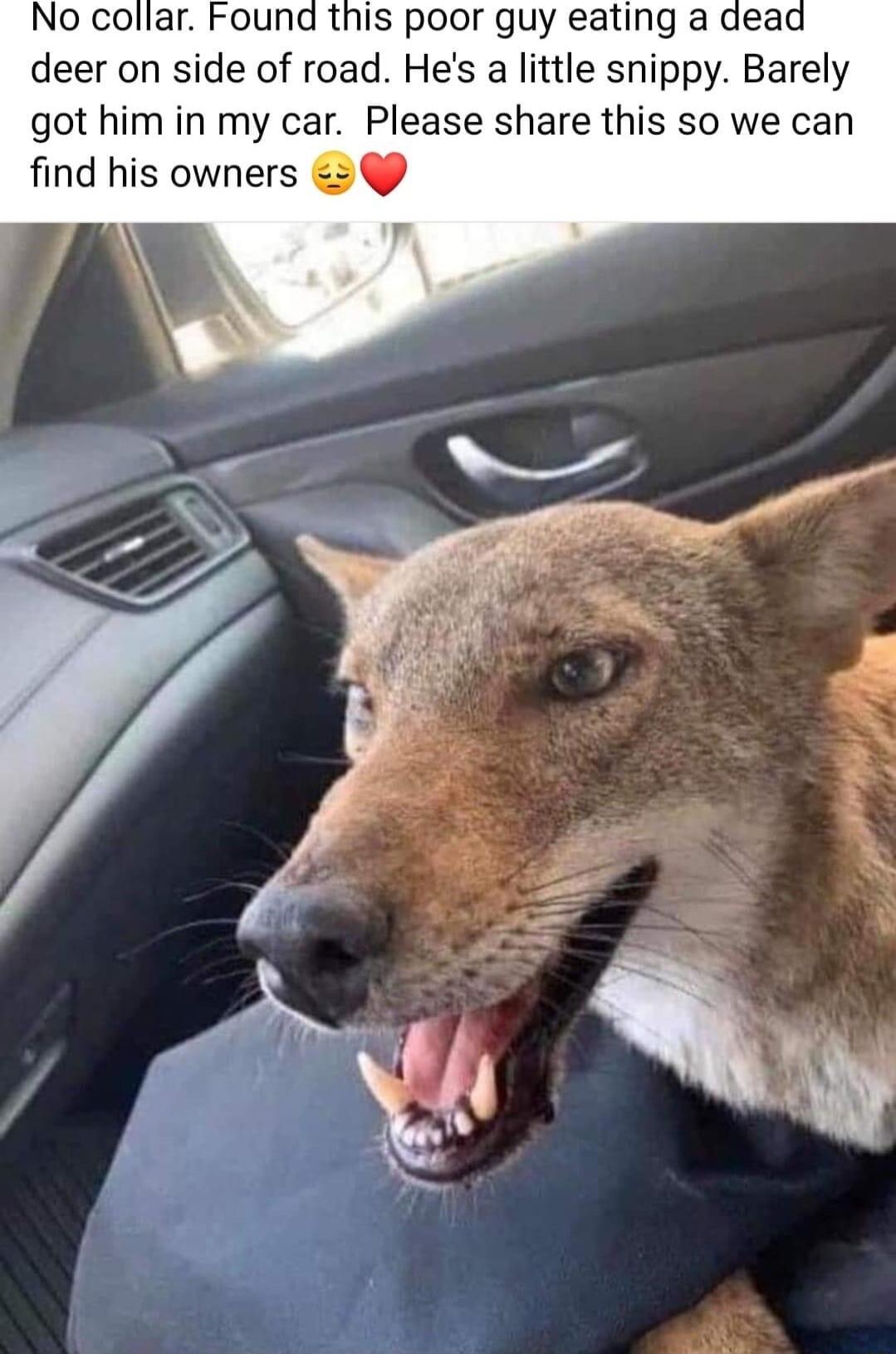 No collar Found this poor guy eating a dead deer on side of road Hes a little snippy Barely got him in my car Please share this so we can find his owners