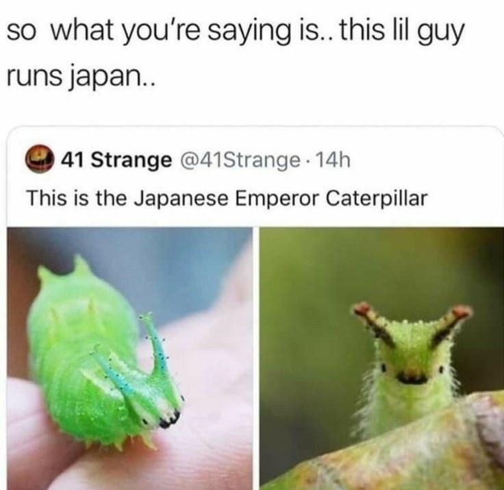 so what youre saying is this lil guy runs japan 41 strange 41Strange 14h This is the Japanese Emperor Caterpillar