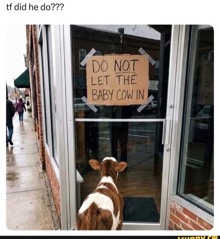tf did he do??? DO NOT LET THE BABY COW IN