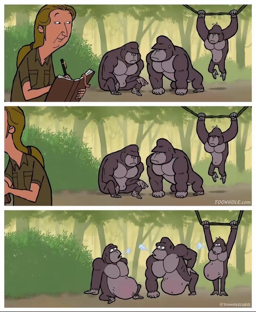 A researcher observes three gorillas in a jungle. In the first two panels, the gorillas appear normal. In the third panel, the gorillas have significantly enlarged bellies, and two of them are shown farting, indicating a humorous outcome of their observation.
