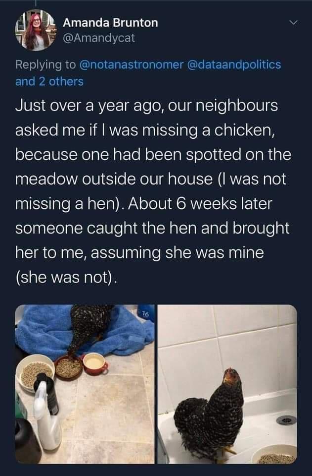 l AU EDCERTT Amandycat Replying to NIV RoVET RV gTe e eI g 16 a oJoUES EN ClelnENMRVEINISS e k Relalle Gl olerUN Neal NaF Te NolTaRS oouTo NoaRiglE meadow outside our house I was not ISl RRalcla WAV oTol N AW R ol T SelnylTelaleNer Ul iRl alTalTale ol oUlo 8 her to me assuming she was mine SEAVERTlClI