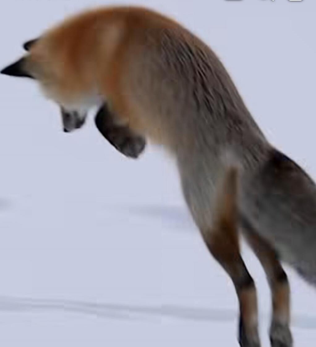A fox leaps in the snow.