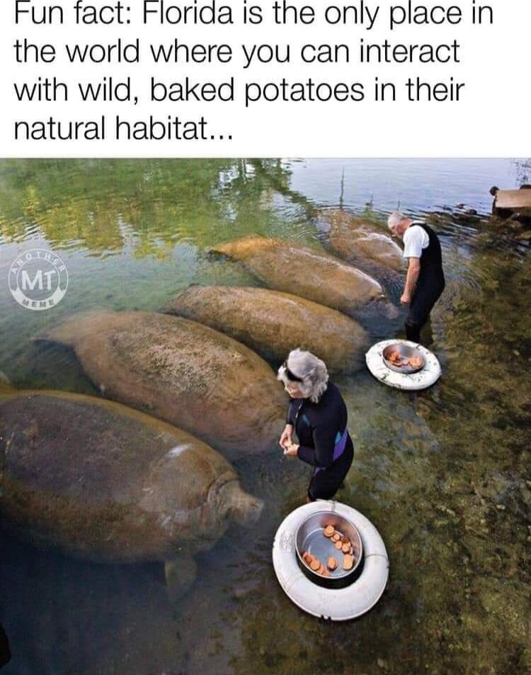the World where you can interact with wild baked potatoes in their natural habitat