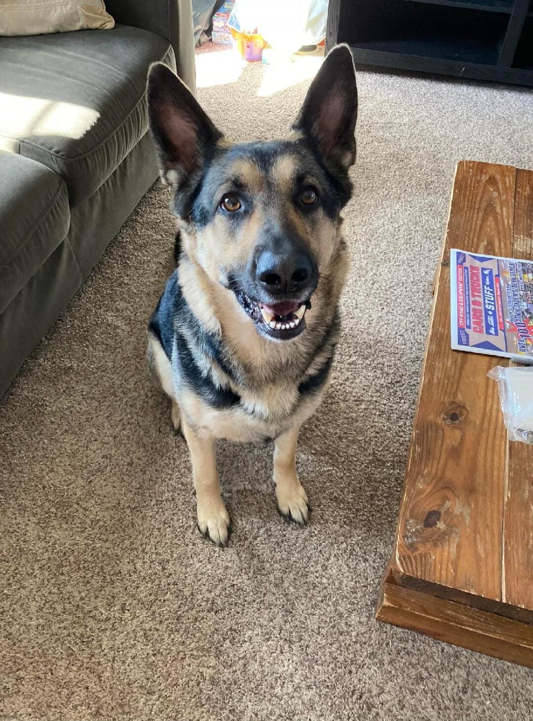 A German Shepherd dog is sitting on a carpet, looking at the camera. On a nearby wooden table, a magazine titled 'CAR & TRUCK STUFF - OFF-ROAD & EQUIPMENT EDITION' with 'FREE' is visible.