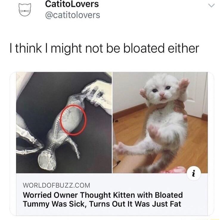 CatitoLovers catitolovers think I might not be bloated either WORLDOFBUZZCOM Worried Owner Thought Kitten with Bloated Tummy Was Sick Turns Out It Was Just Fat