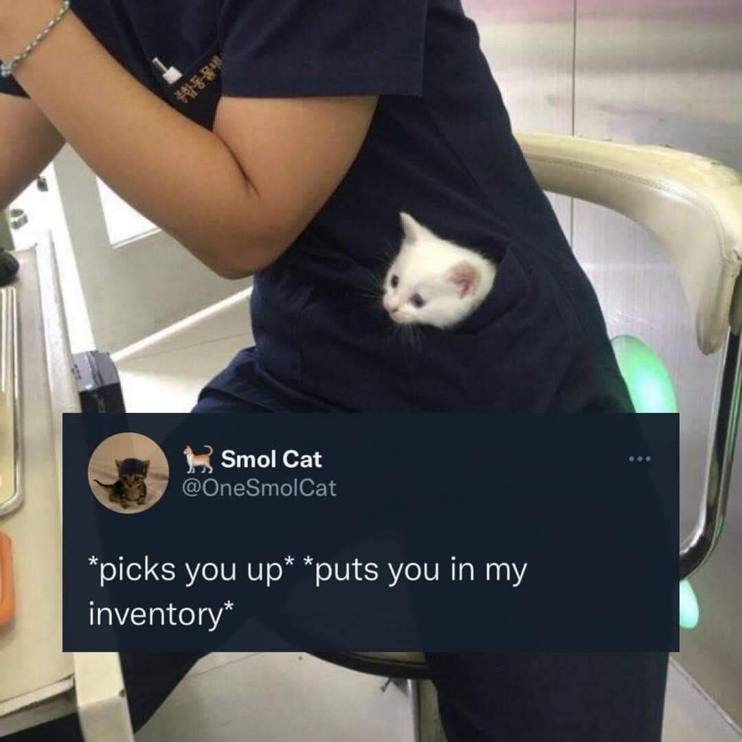 P8 4 smolcat 0neSmolCat picks you up puts you in my inventory