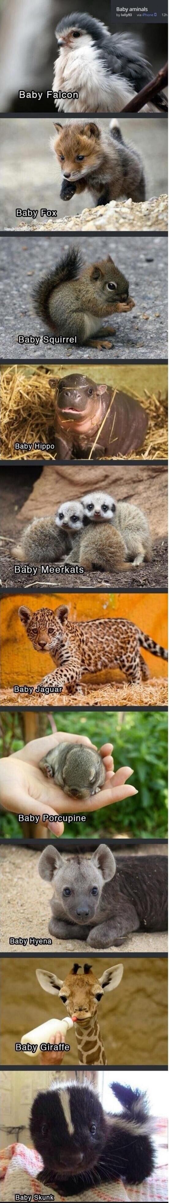 Baby aminals. Baby Falcon. Baby Fox. Baby Squirrel. Baby Hippo. Baby Meerkats. Baby Jaguar. Baby Porcupine. Baby Hyena. Baby Giraffe. Baby Skunk.