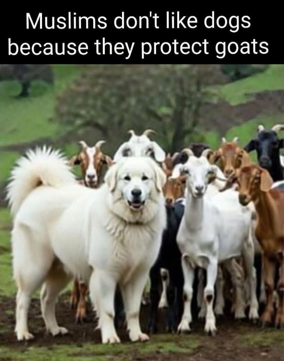 Muslims don't like dogs because they protect goats