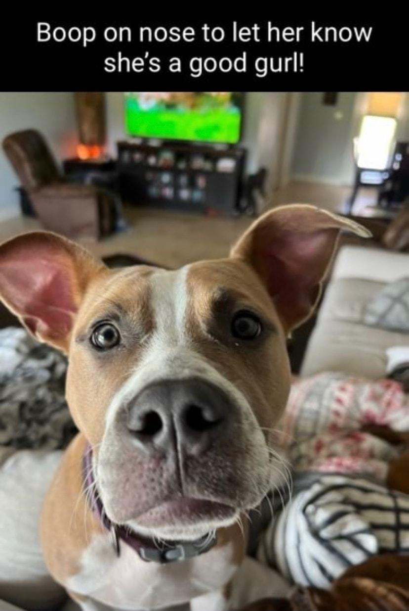 Boop on nose to let her know shes a good gur