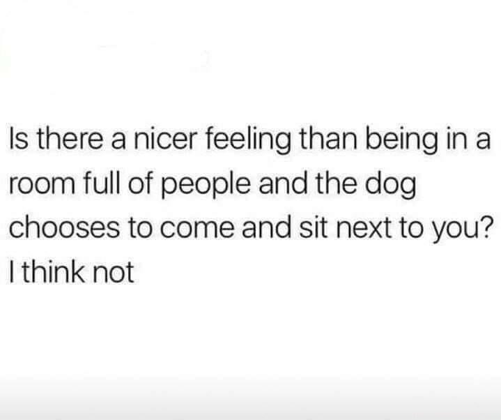 Is there a nicer feeling than being in a room full of people and the dog chooses to come and sit next to you think not