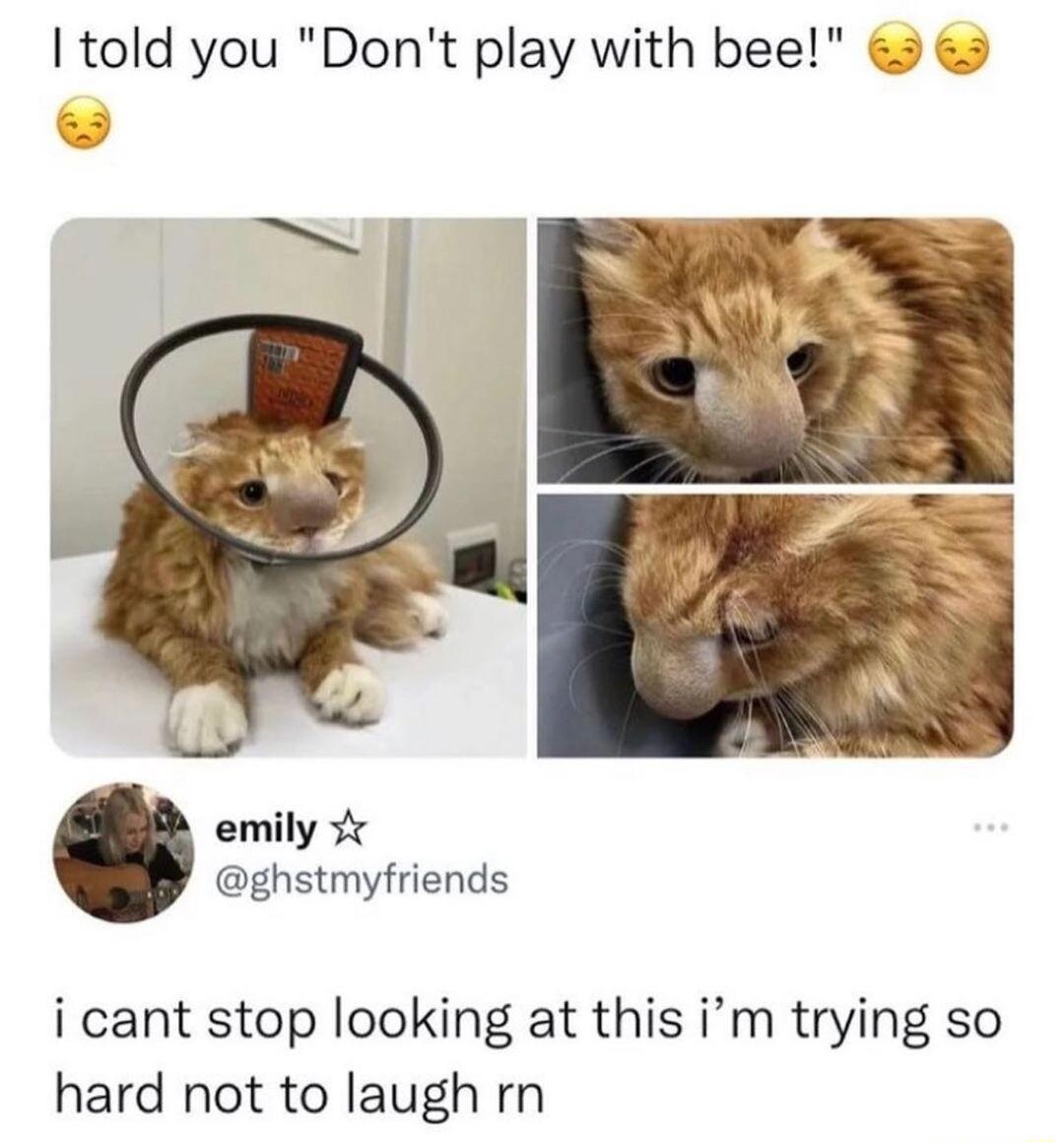 told you Dont play with bee emily ghstmyfriends i cant stop looking at this im trying so hard not to laugh rn