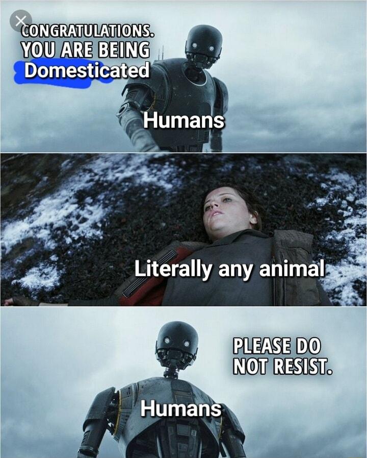ONGRATULMIONS