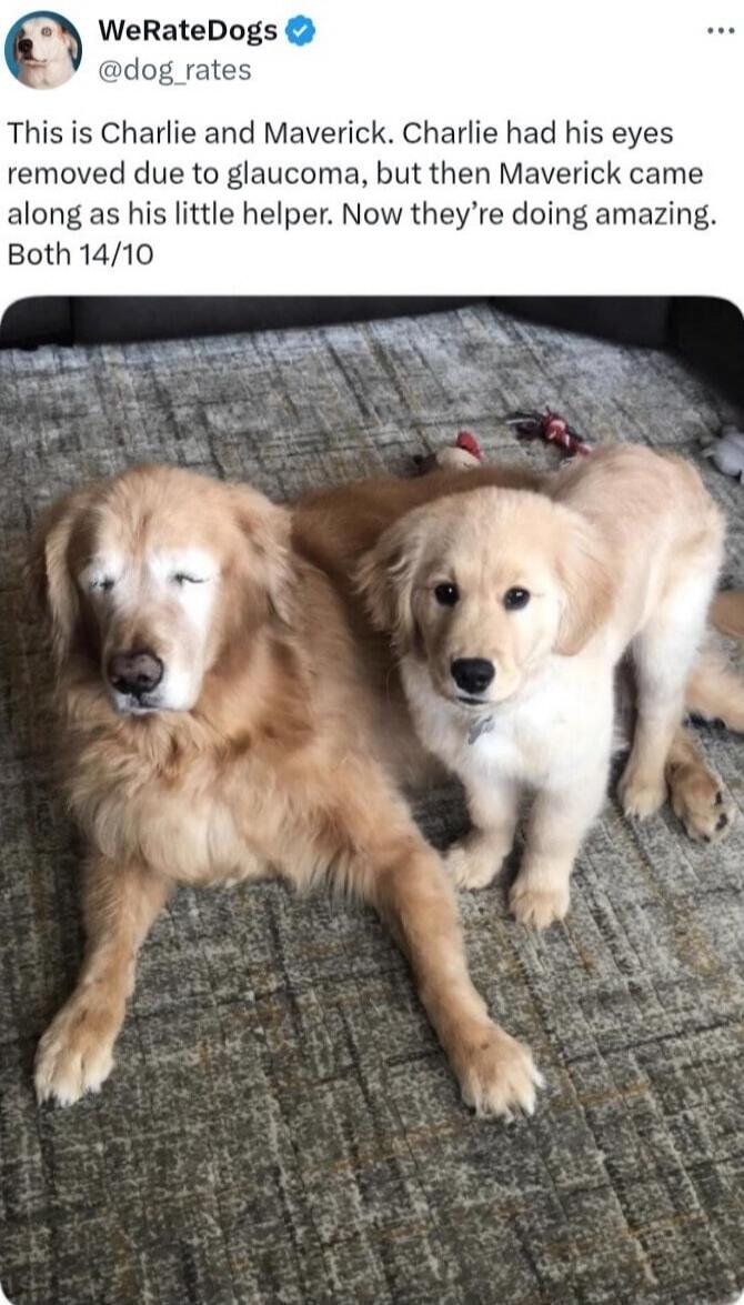This is Charlie and Maverick. Charlie had his eyes removed due to glaucoma, but then Maverick came along as his little helper. Now they're doing amazing. Both 14/10