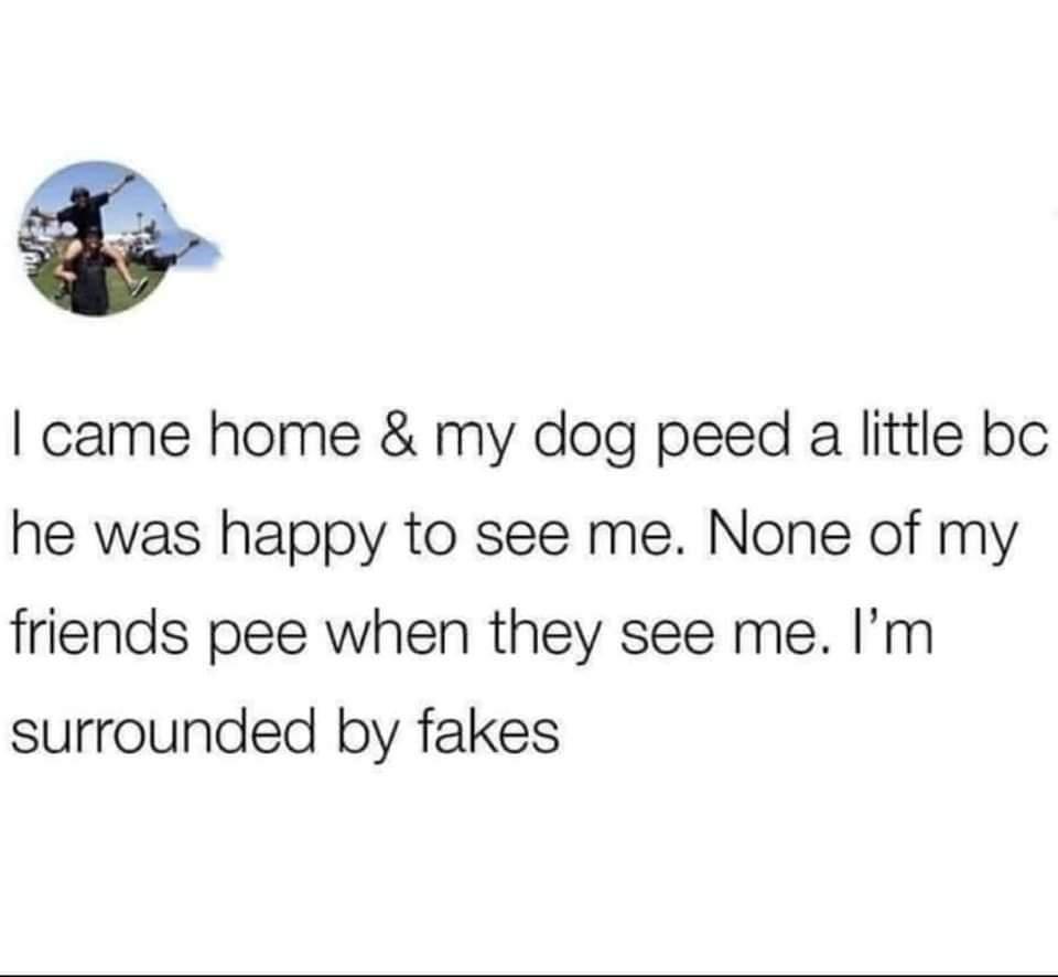 4 came home my dog peed a little bc he was happy to see me None of my friends pee when they see me Im surrounded by fakes