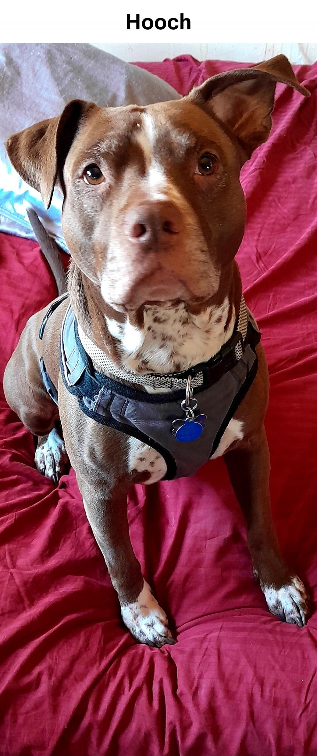 Hooch