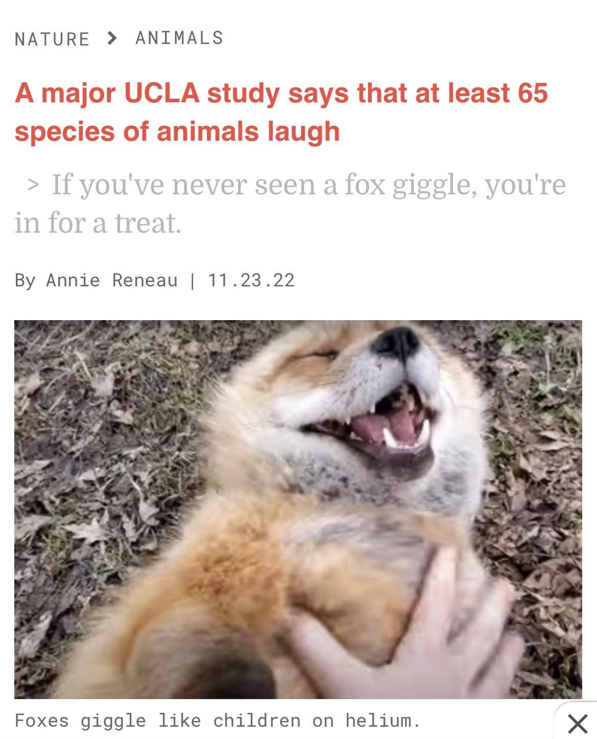 NATURE ANIMALS By Annie Reneau 112322 Foxes giggle like children on helium X