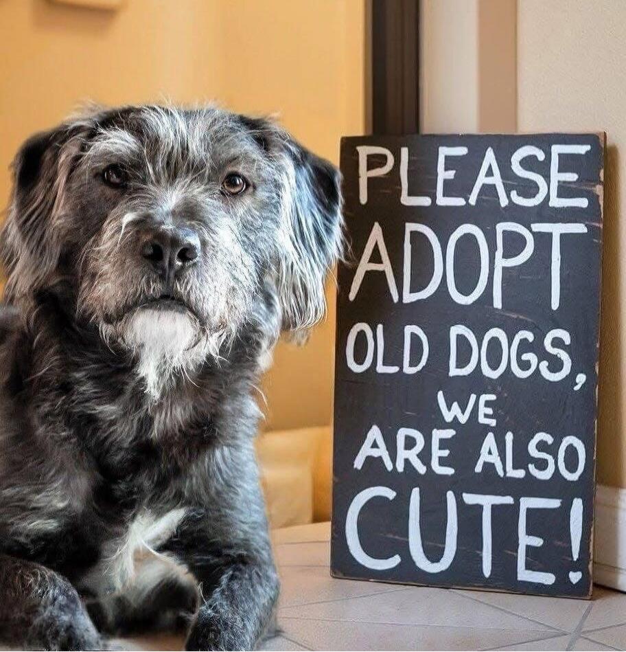 PLEASE ADOPT OLD DOGS, WE ARE ALSO CUTE!