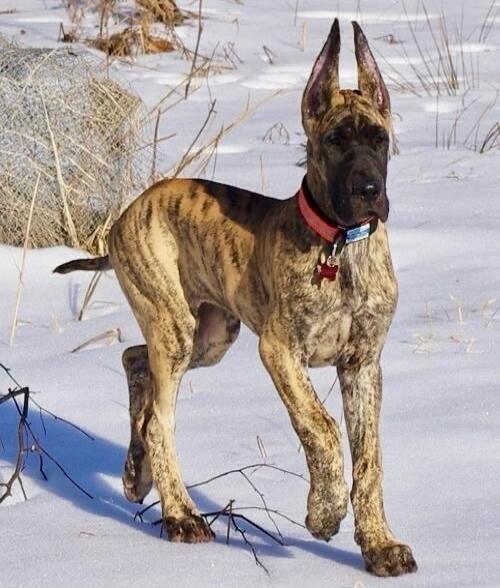 A brindle Great Dane standing in the snow.