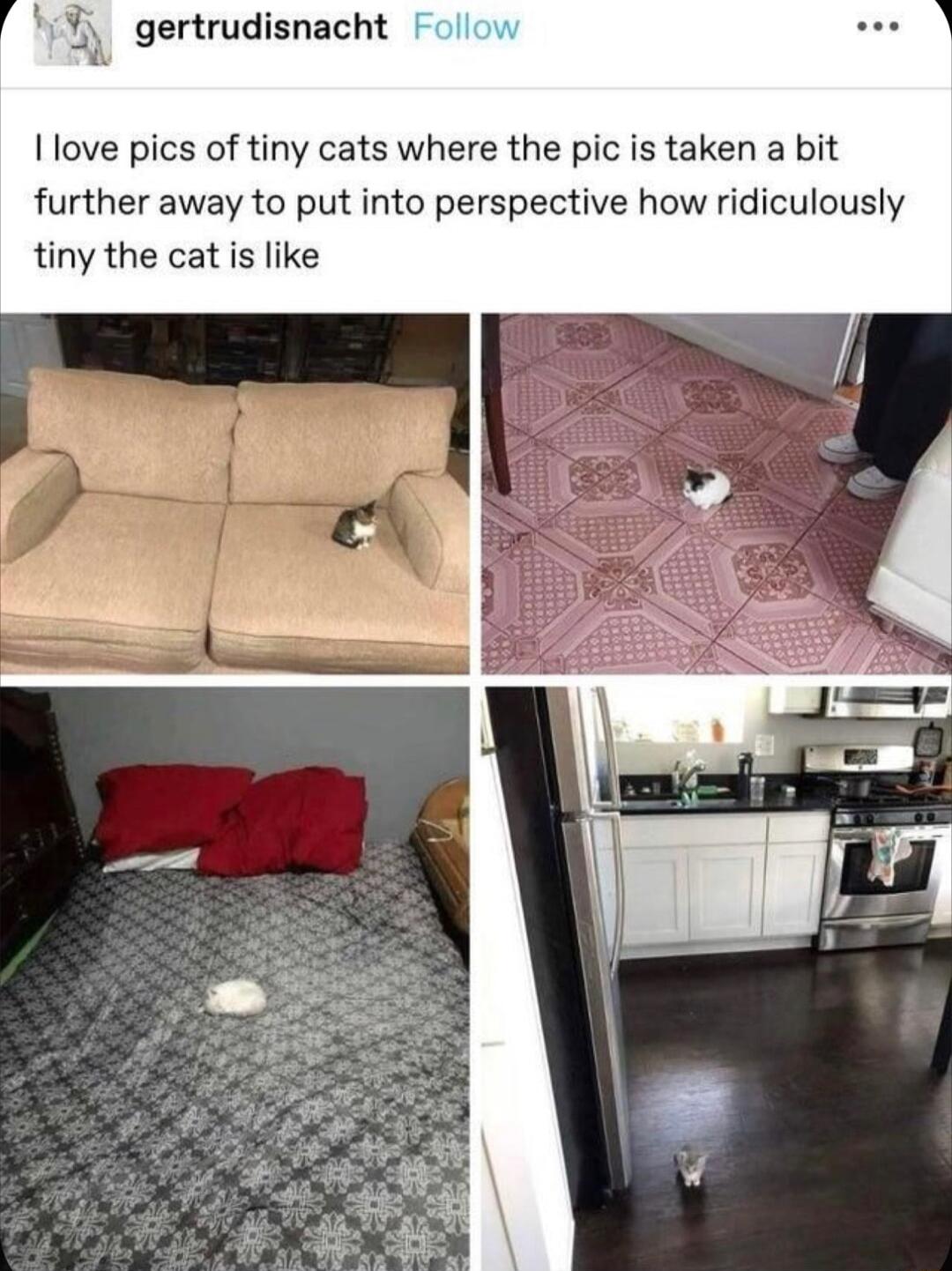 EA gertrudisnacht Ilove pics of tiny cats where the pic is taken a bit further away to put into perspective how ridiculously tiny the cat is like