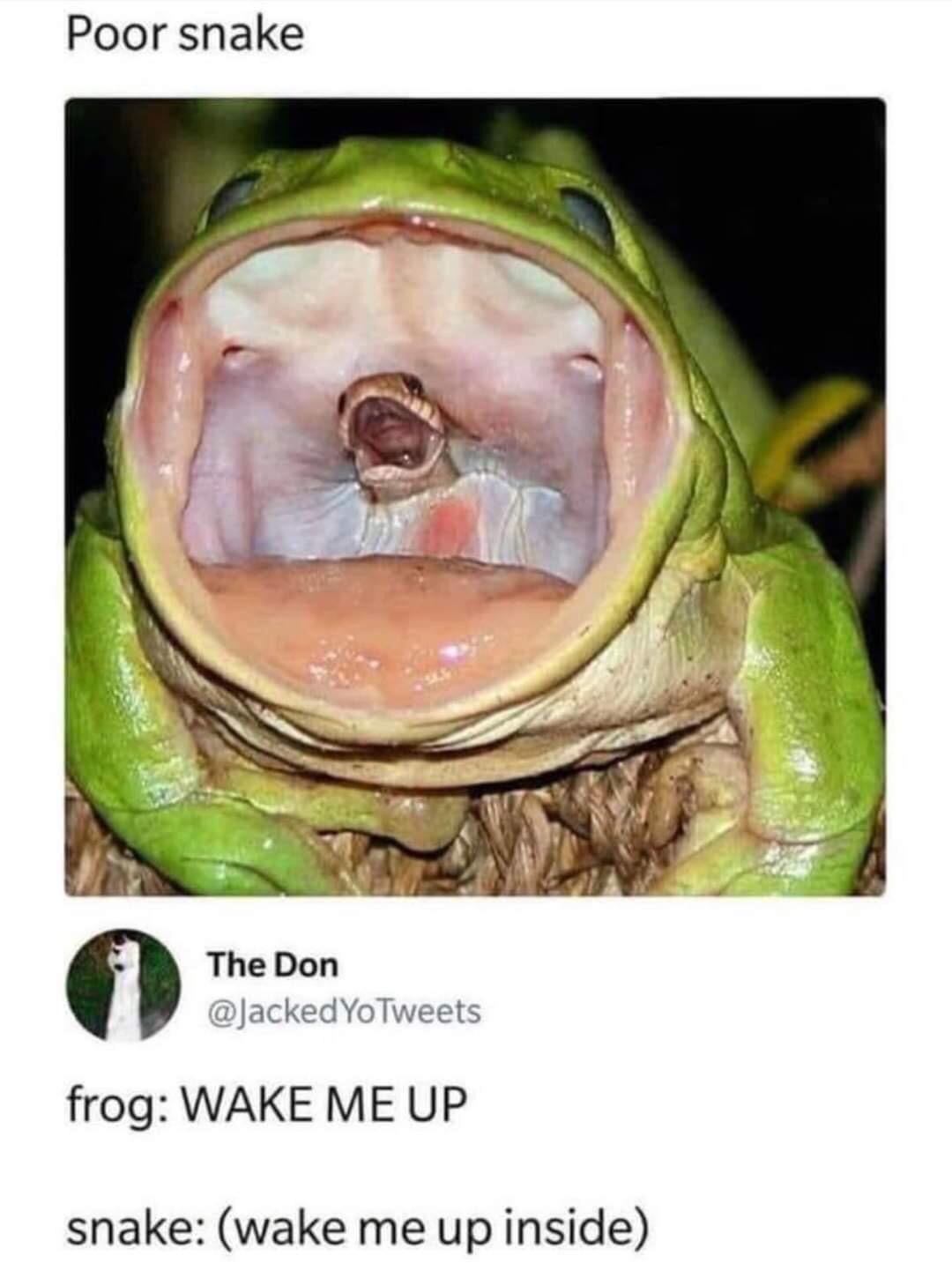 Poor snake The Don ackedYoTweets frog WAKE ME UP snake wake me up inside