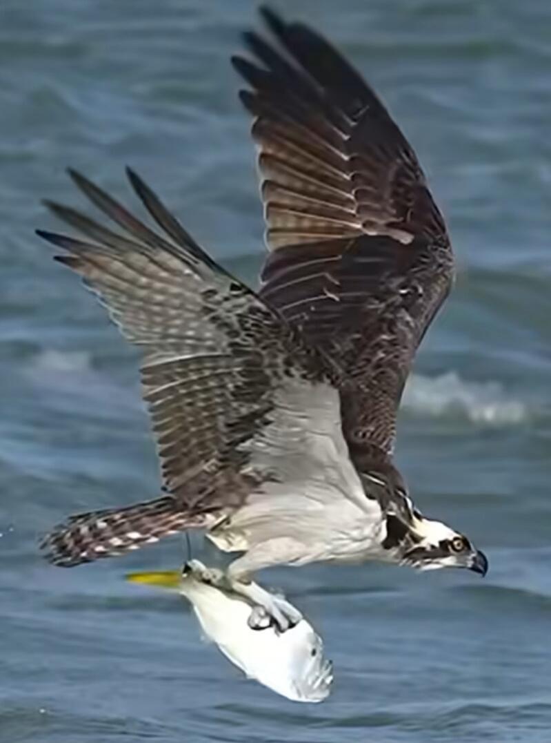 An osprey in flight catching a fish from the water.