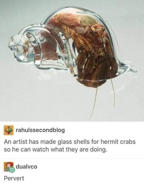 rahulssecondblog An artist has made glass shells for hermit crabs so he can watch what they are doing gdualvco Pervert