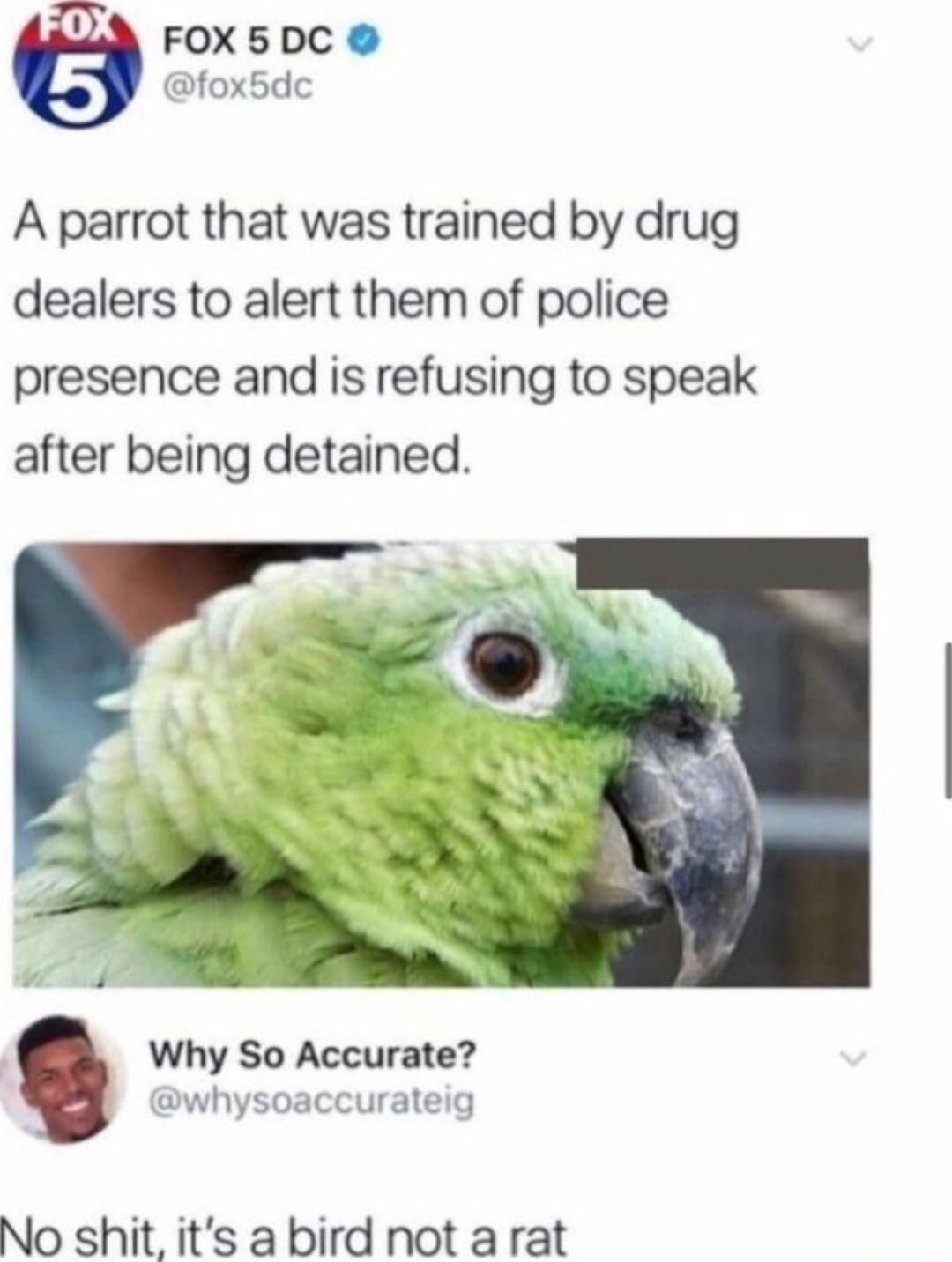 FOX5DC fox5dc A parrot that was trained by drug dealers to alert them of police presence and is refusing to speak after being detained Why So Accurate whysoaccurateig No shit its a bird not a rat