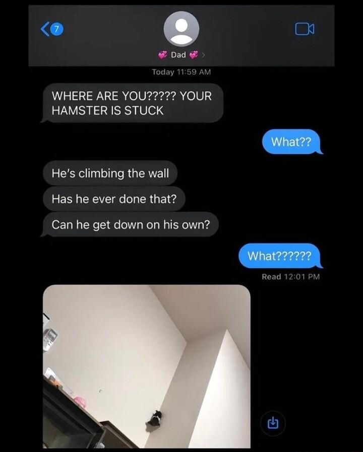 o HAMSTER IS STUCK Hes climbing the wall Has he ever done that Can he get down on his own