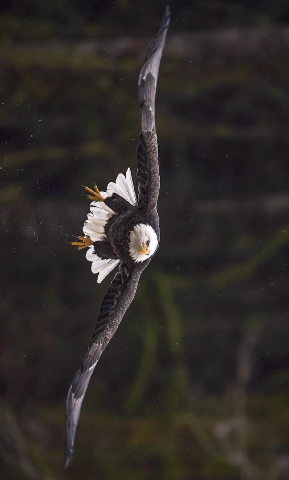 A bald eagle in flight with wings spread, diving slightly and looking toward the camera.