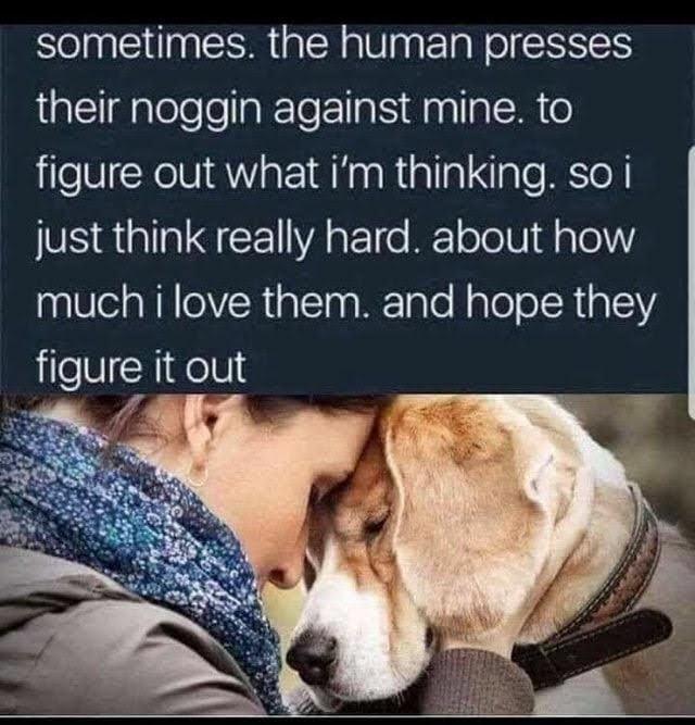 sometimes the human presses their noggin against mine to figure out what im thinking so i just think really hard about how much i love them and hope they figure it out