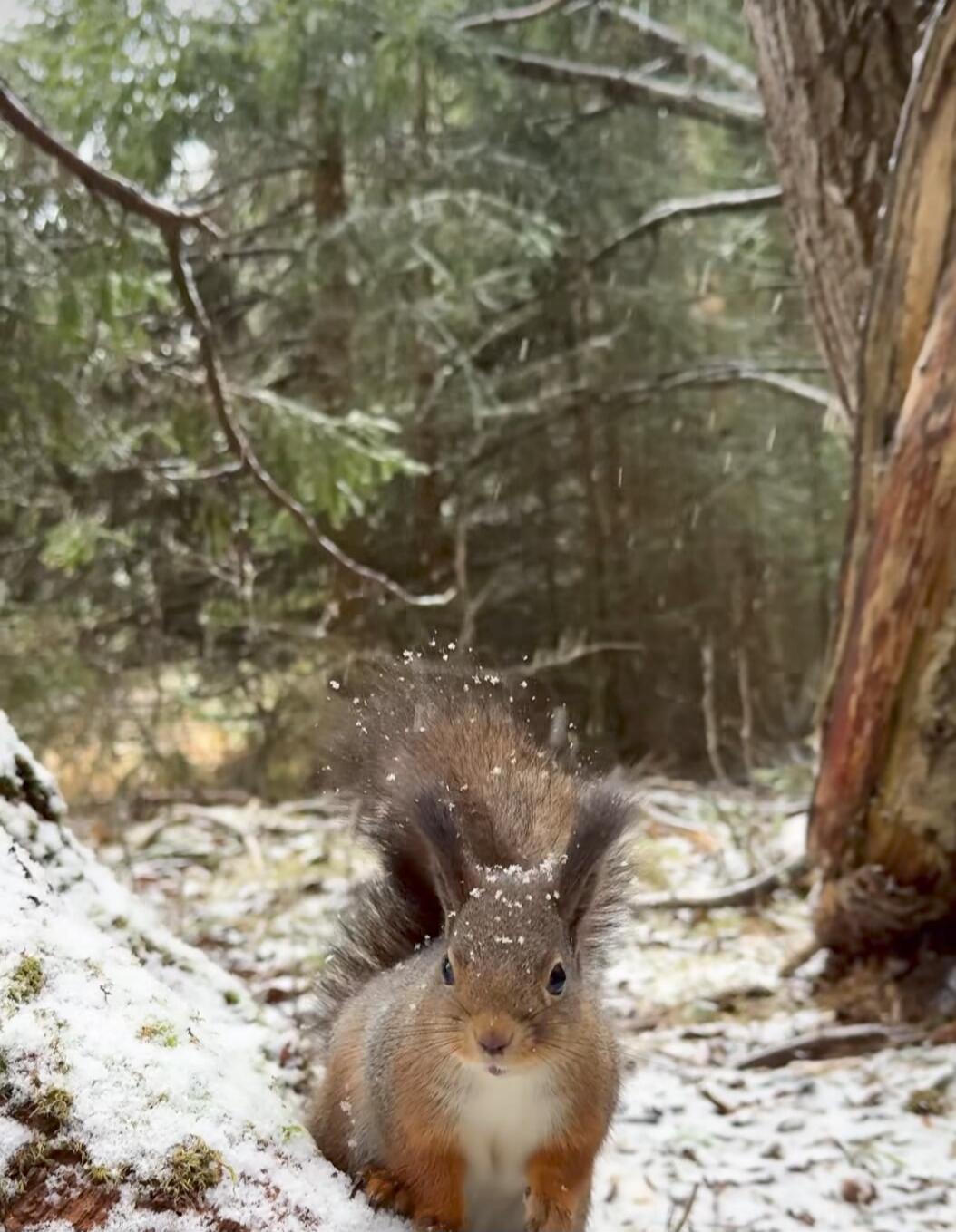 Squirrel in a snowy forest.