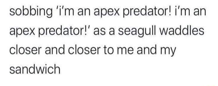 sobbing im an apex predator im an apex predator as a seagull waddles closer and closer to me and my sandwich