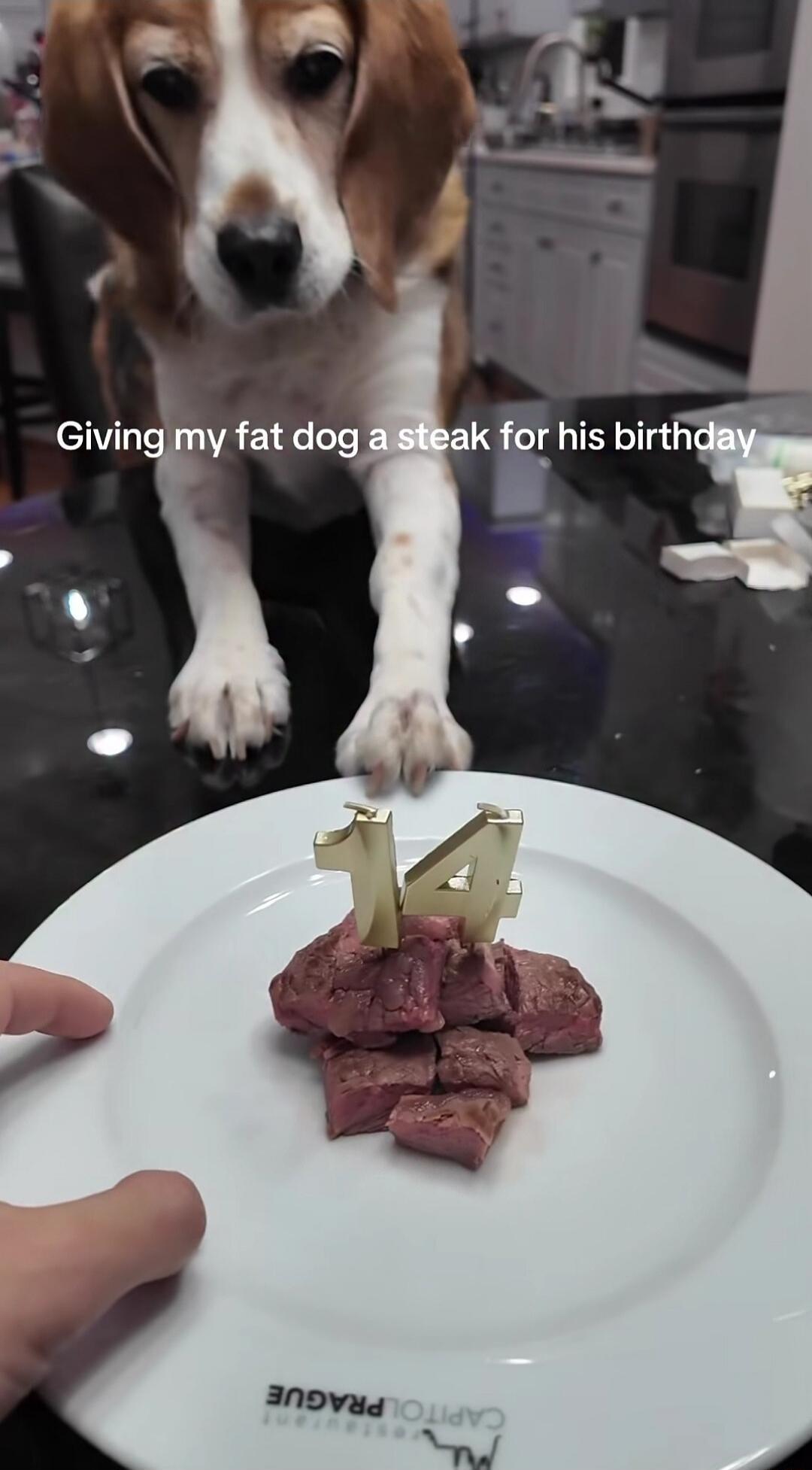 Giving my fat dog a steak for his birthday