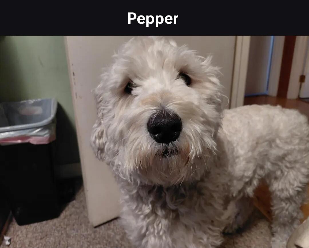 Pepper